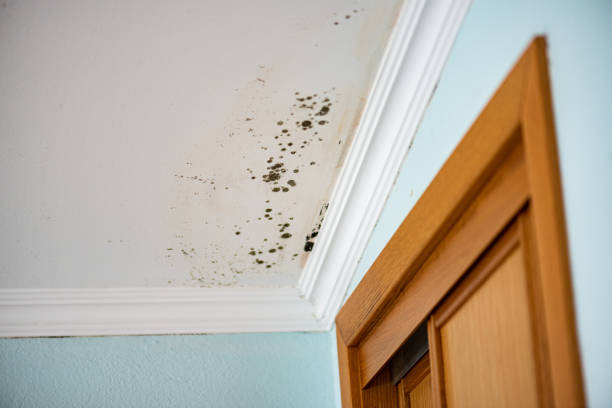 Best Crawl Space Mold Removal  in Spencer, IA