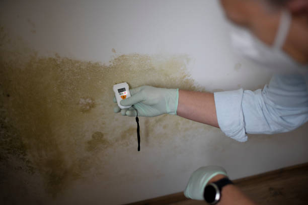 Best Mold Damage Repair  in Spencer, IA