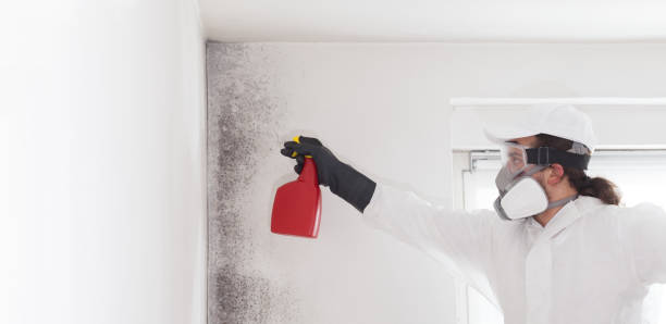 Best Professional Mold Removal  in Spencer, IA