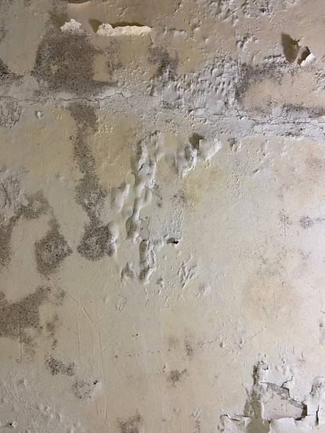 Best Mold Testing  in Spencer, IA