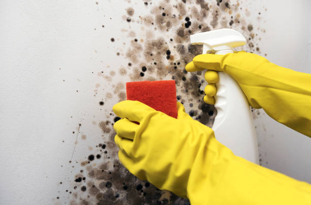Best Mold Removal Company Near Me  in Spencer, IA