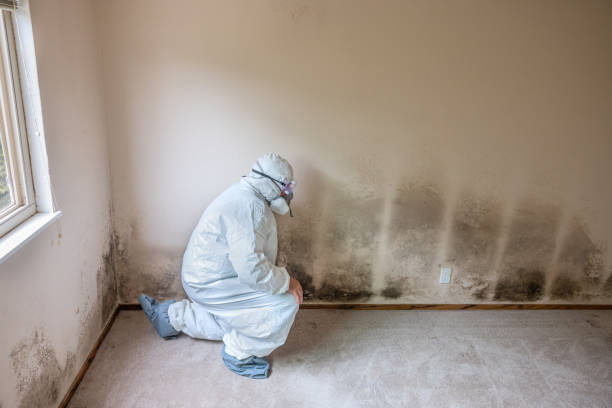 Professional Mold Removal in Spencer, IA