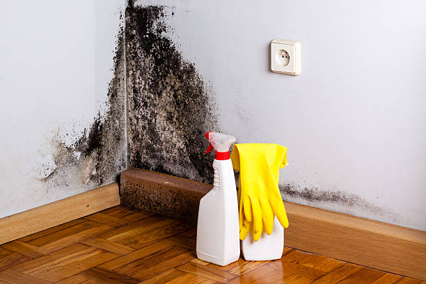 Best Same-Day Mold Removal  in Spencer, IA